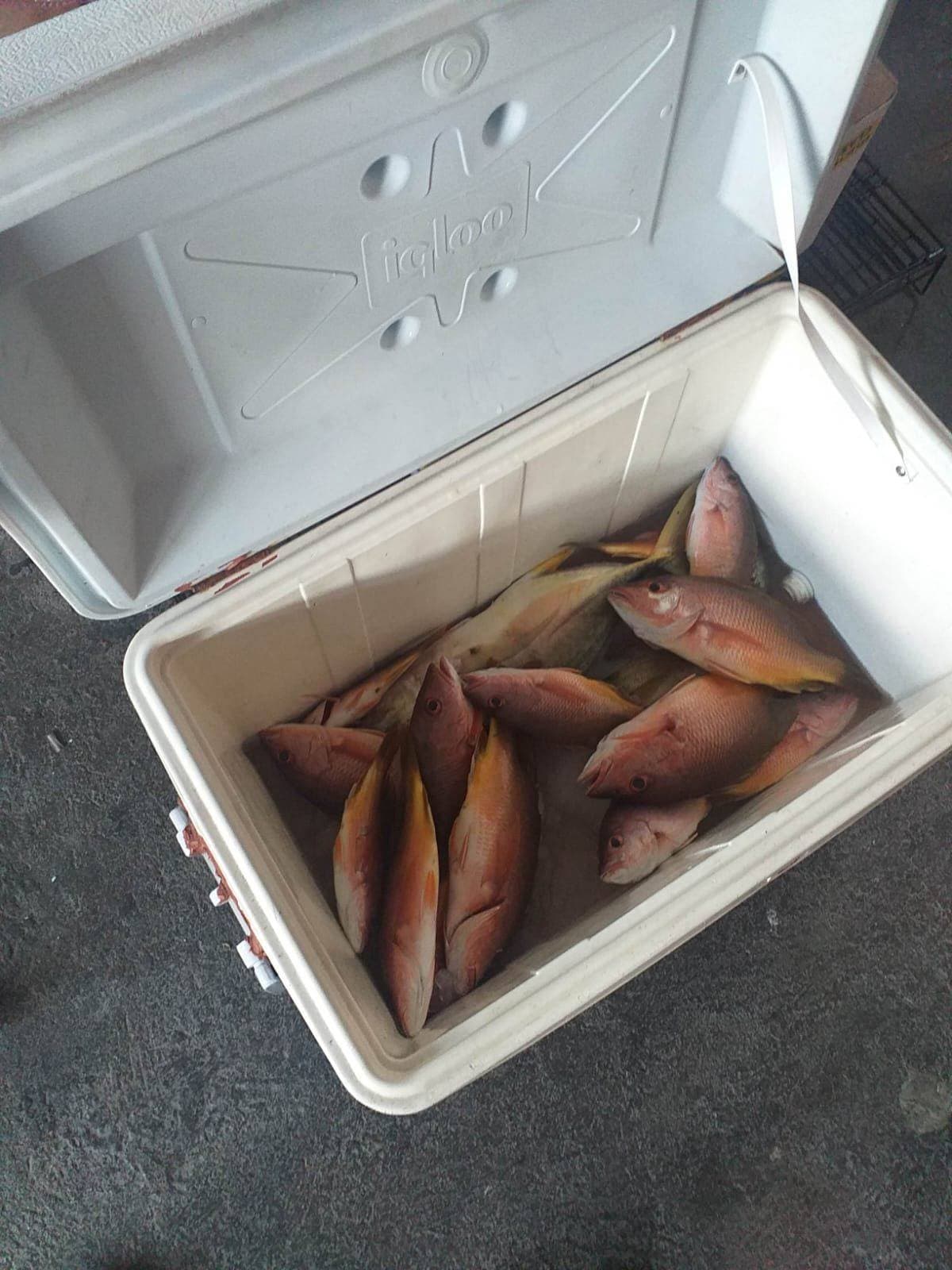 Captura de robalos en Club de Pesca Barracuda